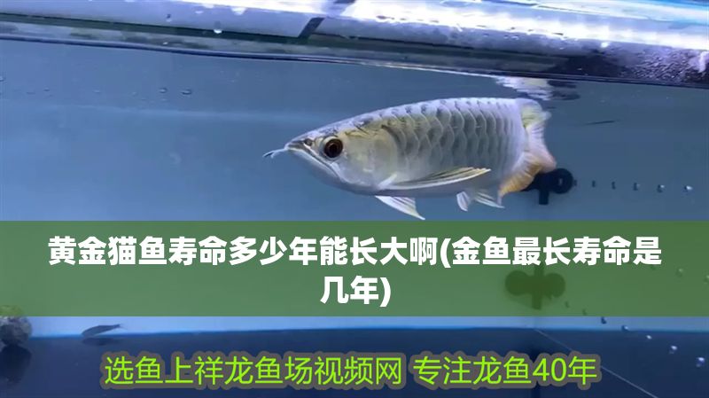黃金貓魚壽命多少年能長(zhǎng)大啊(金魚最長(zhǎng)壽命是幾年)