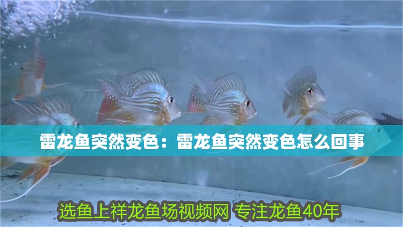 雷龍魚突然變色：雷龍魚突然變色怎么回事