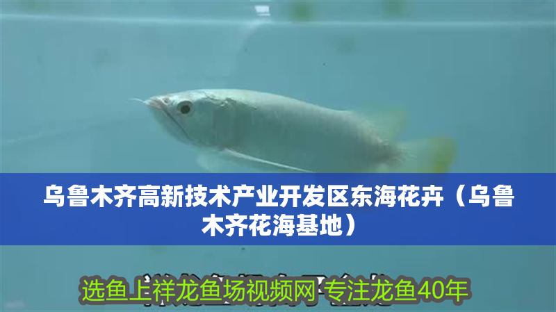 烏魯木齊高新技術產業開發區東海花卉（烏魯木齊花海基地） 烏魯木齊高新技術產業開發區東海花卉（烏魯木齊花海基地） 全國水族館企業名錄 第2張