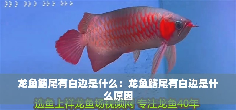 龍魚鰭尾有白邊是什么：龍魚鰭尾有白邊是什么原因