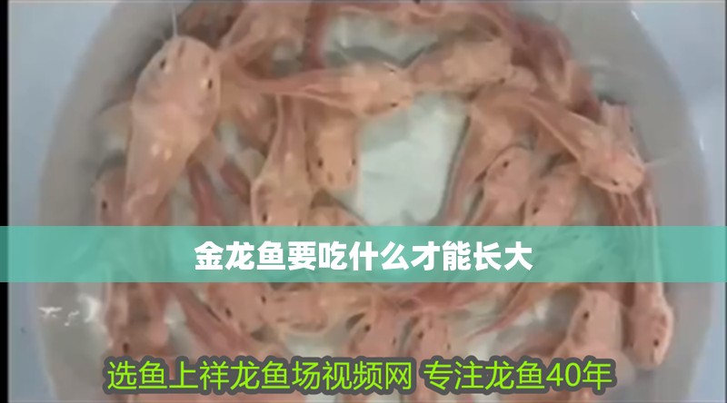 金龍魚要吃什么才能長大