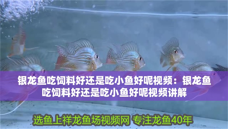 銀龍魚吃飼料好還是吃小魚好呢視頻：銀龍魚吃飼料好還是吃小魚好呢視頻講解
