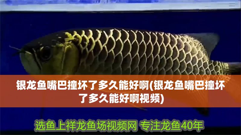 銀龍魚嘴巴撞壞了多久能好啊(銀龍魚嘴巴撞壞了多久能好啊視頻)