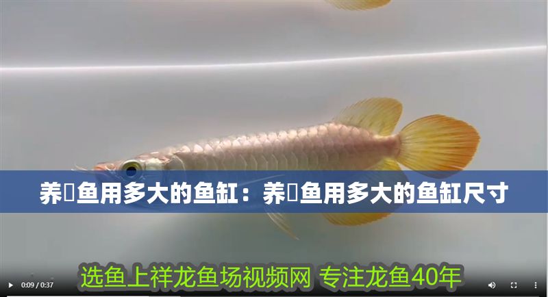 養魟魚用多大的魚缸：養魟魚用多大的魚缸尺寸