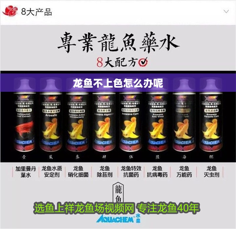龍魚不上色怎么辦呢 龍魚不上色怎么辦呢 龍魚百科 第2張