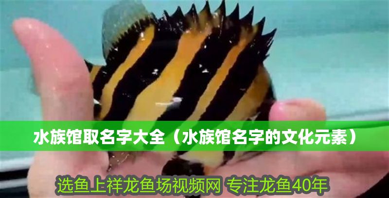 水族館取名字大全（水族館名字的文化元素）