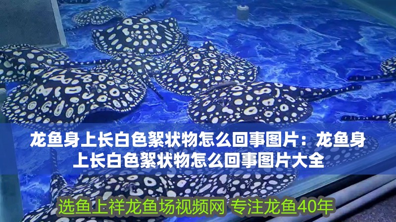 龍魚身上長白色絮狀物怎么回事圖片：龍魚身上長白色絮狀物怎么回事圖片大全 龍魚身上長白色絮狀物怎么回事圖片：龍魚身上長白色絮狀物怎么回事圖片大全 水族問答