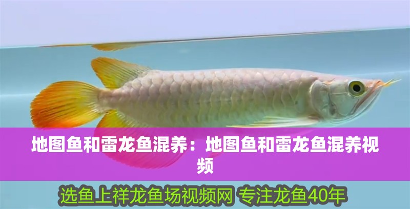 地圖魚和雷龍魚混養(yǎng)：地圖魚和雷龍魚混養(yǎng)視頻 地圖魚和雷龍魚混養(yǎng)：地圖魚和雷龍魚混養(yǎng)視頻 水族問答