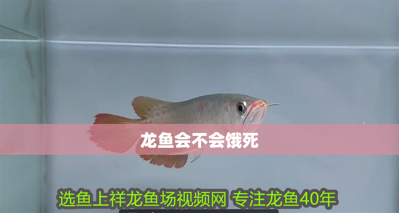 龍魚會不會餓死