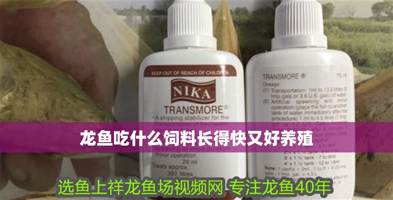 龍魚吃什么飼料長得快又好養殖 龍魚吃什么飼料長得快又好養殖 龍魚百科 第2張