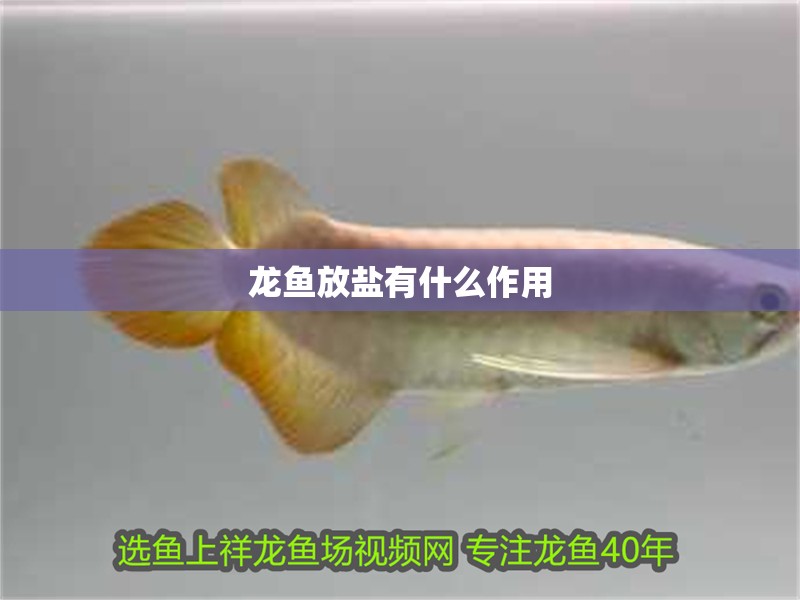 龍魚放鹽有什么作用