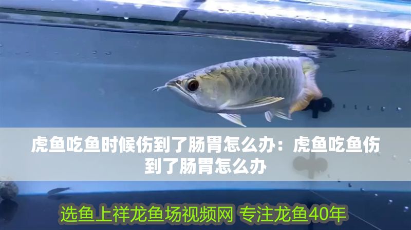 虎魚吃魚時候傷到了腸胃怎么辦：虎魚吃魚傷到了腸胃怎么辦