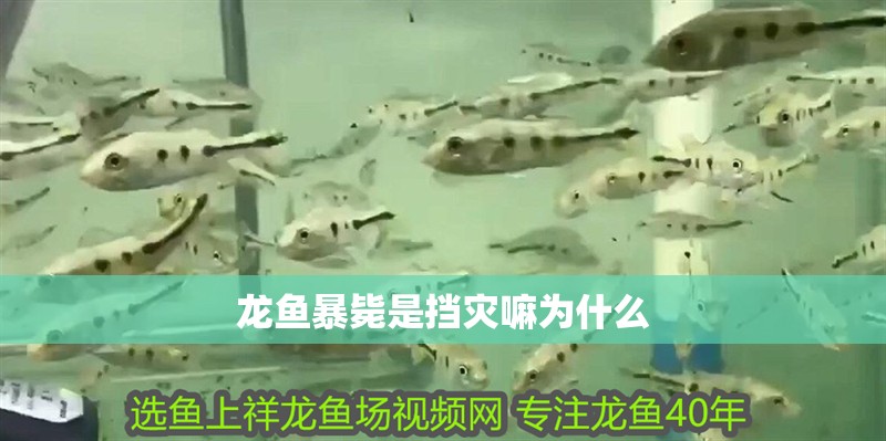 龍魚暴斃是擋災(zāi)嘛為什么 龍魚暴斃是擋災(zāi)嘛為什么 龍魚百科 第2張