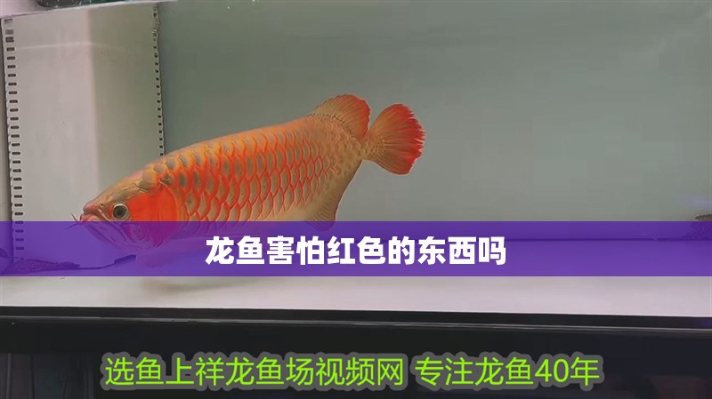 龍魚害怕紅色的東西嗎