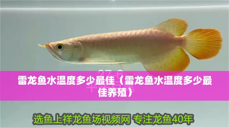 雷龍魚水溫度多少最佳（雷龍魚水溫度多少最佳養(yǎng)殖）
