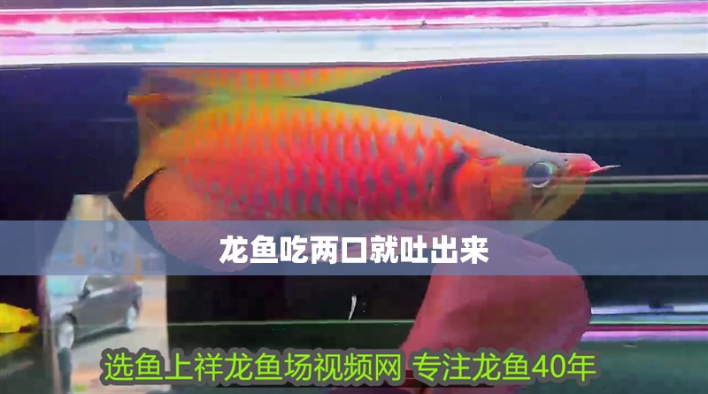 龍魚吃兩口就吐出來