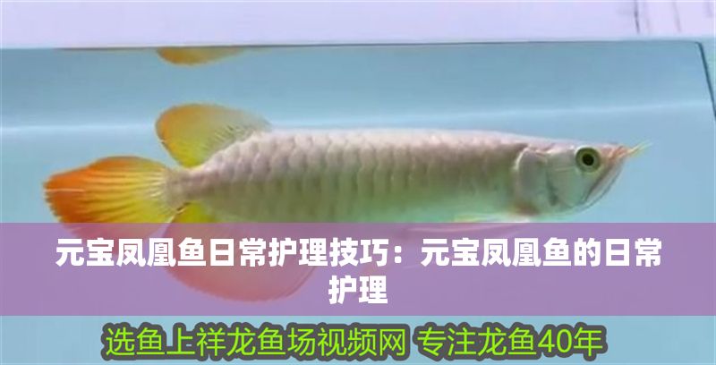 元寶鳳凰魚日常護理技巧：元寶鳳凰魚的日常護理
