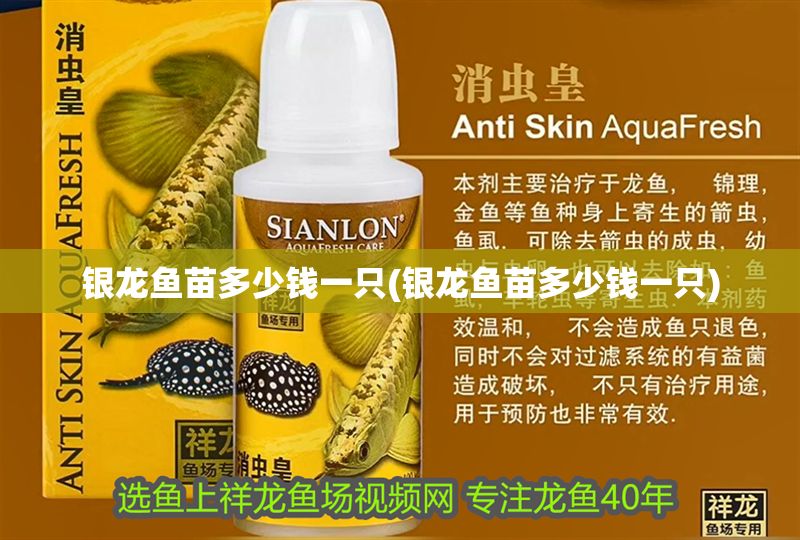 銀龍魚(yú)苗多少錢(qián)一只(銀龍魚(yú)苗多少錢(qián)一只)