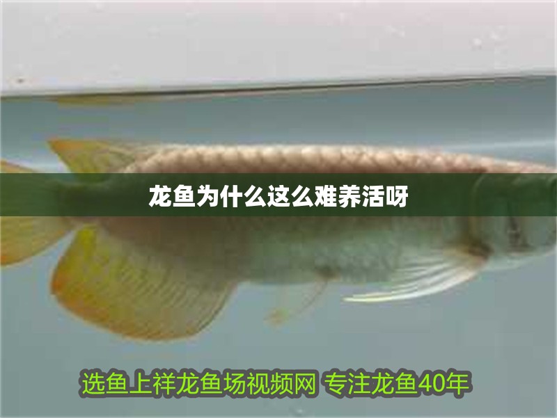 龍魚為什么這么難養活呀