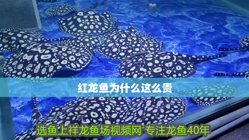 紅龍魚為什么這么貴