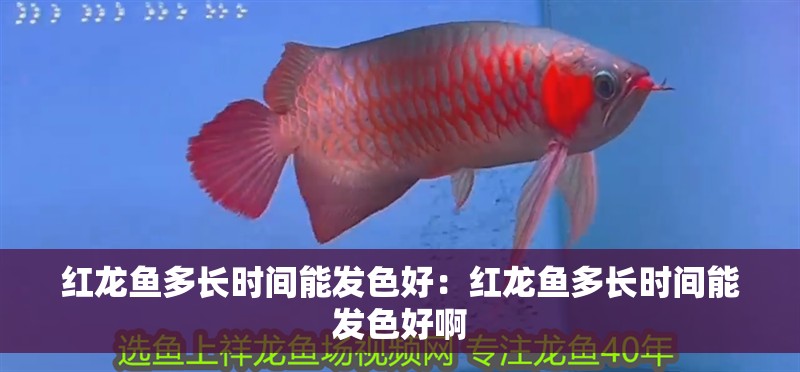 紅龍魚多長時間能發(fā)色好：紅龍魚多長時間能發(fā)色好啊