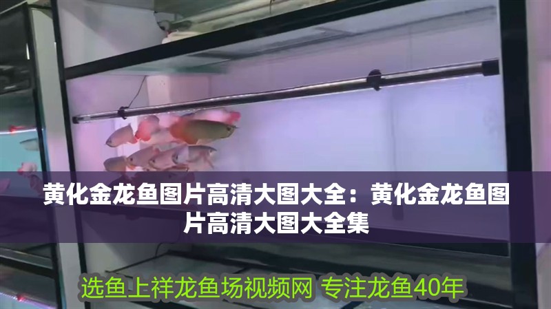黃化金龍魚圖片高清大圖大全：黃化金龍魚圖片高清大圖大全集