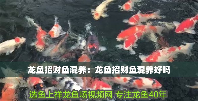 把魚養健康，存活率高就滿足了