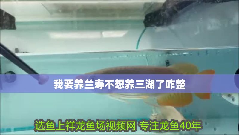 我要養蘭壽不想養三湖了咋整
