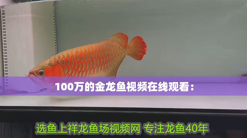 100萬的金龍魚視頻在線觀看：