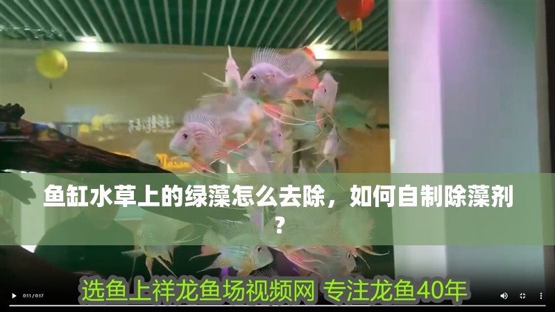 魚缸水草上的綠藻怎么去除，如何自制除藻劑？
