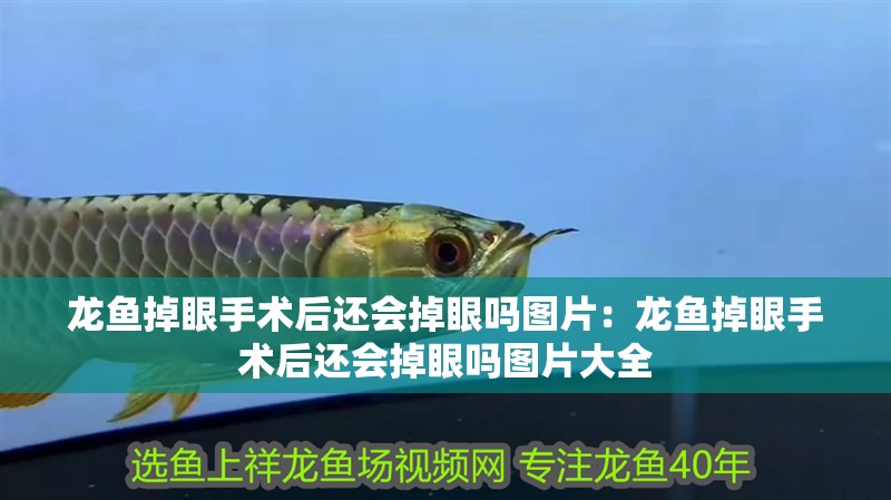龍魚掉眼手術(shù)后還會掉眼嗎圖片：龍魚掉眼手術(shù)后還會掉眼嗎圖片大全 龍魚掉眼手術(shù)后還會掉眼嗎圖片：龍魚掉眼手術(shù)后還會掉眼嗎圖片大全 水族問答