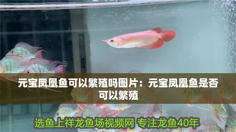 元寶鳳凰魚可以繁殖嗎圖片：元寶鳳凰魚是否可以繁殖