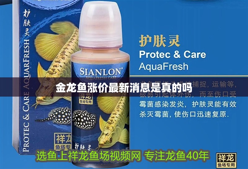 金龍魚漲價最新消息是真的嗎