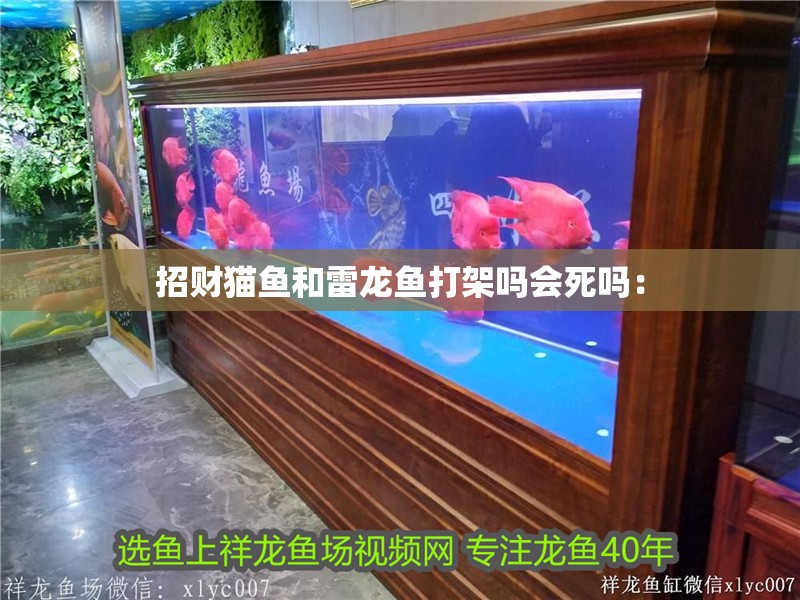 招財貓魚和雷龍魚打架嗎會死嗎：