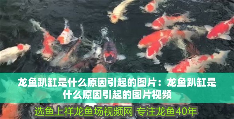 龍魚趴缸是什么原因引起的圖片：龍魚趴缸是什么原因引起的圖片視頻 龍魚趴缸是什么原因引起的圖片：龍魚趴缸是什么原因引起的圖片視頻 水族問答