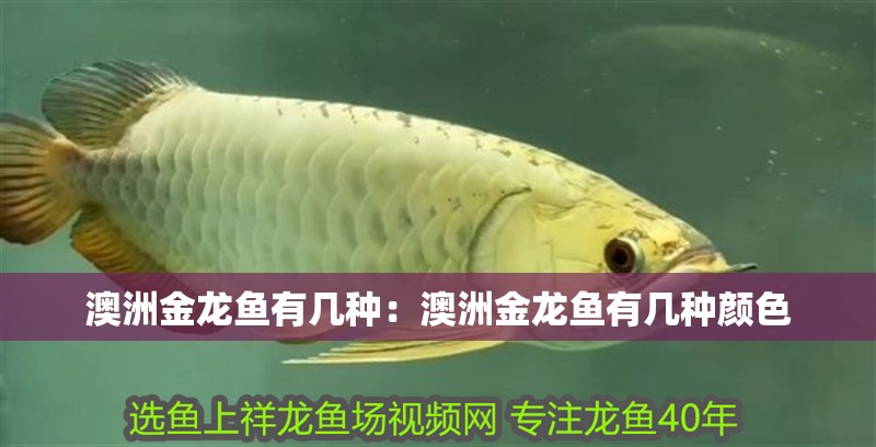 澳洲金龍魚有幾種：澳洲金龍魚有幾種顏色
