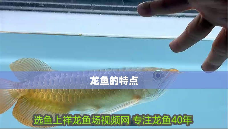 龍魚的特點(diǎn)