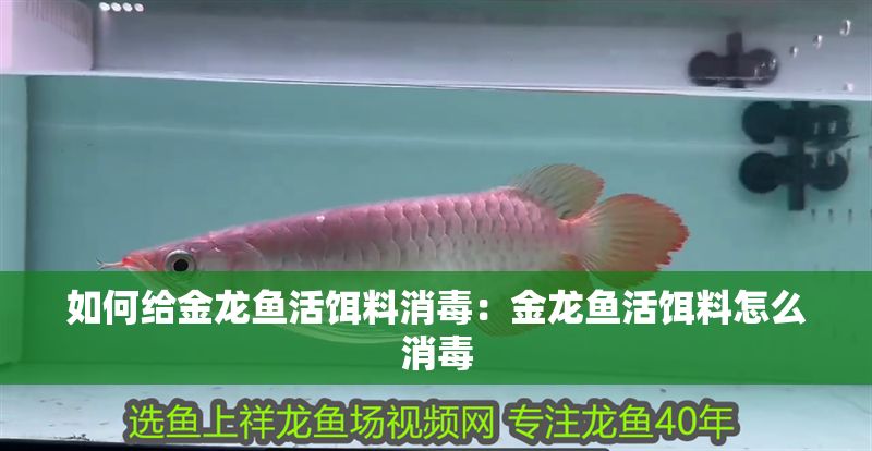 如何給金龍魚活餌料消毒：金龍魚活餌料怎么消毒