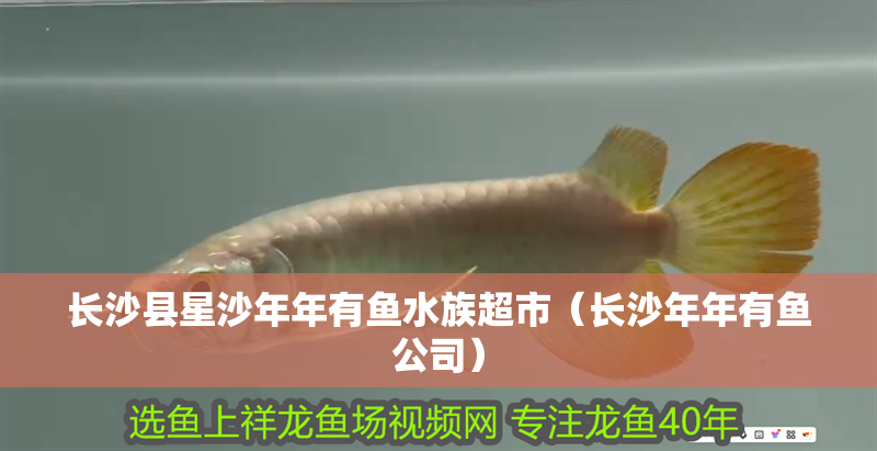 長沙縣星沙年年有魚水族超市（長沙年年有魚公司） 長沙縣星沙年年有魚水族超市（長沙年年有魚公司） 全國水族館企業名錄 第2張