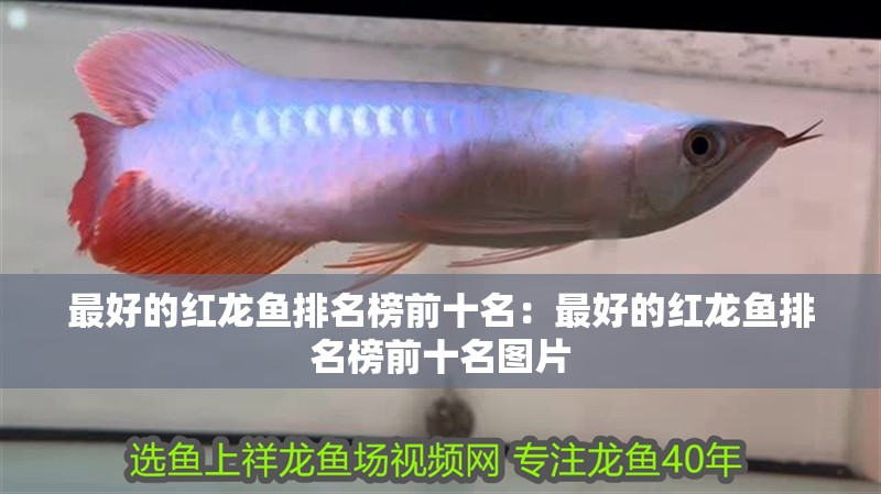 最好的紅龍魚排名榜前十名：最好的紅龍魚排名榜前十名圖片