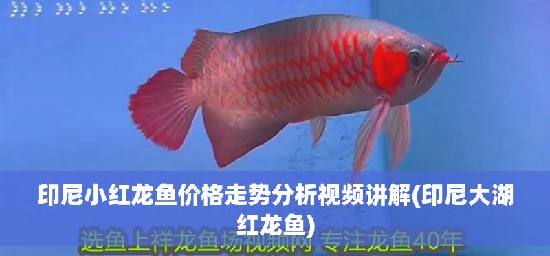 印尼小紅龍魚價格走勢分析視頻講解(印尼大湖紅龍魚)