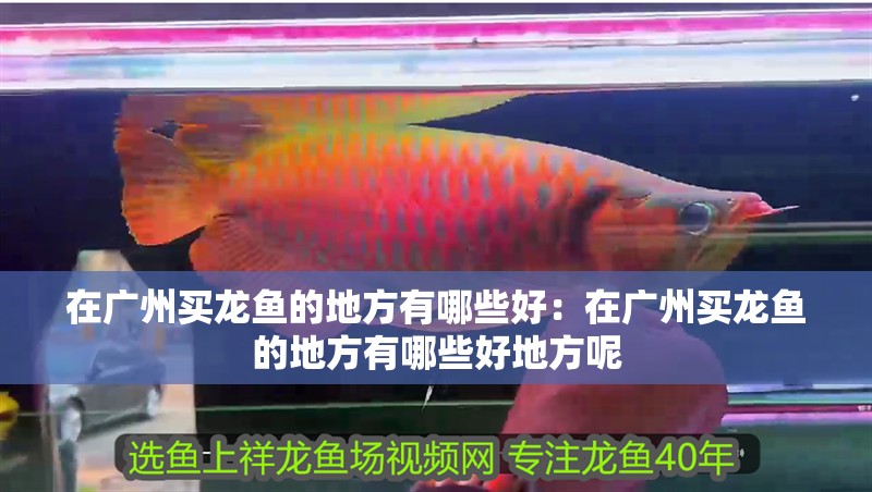 在廣州買龍魚的地方有哪些好：在廣州買龍魚的地方有哪些好地方呢