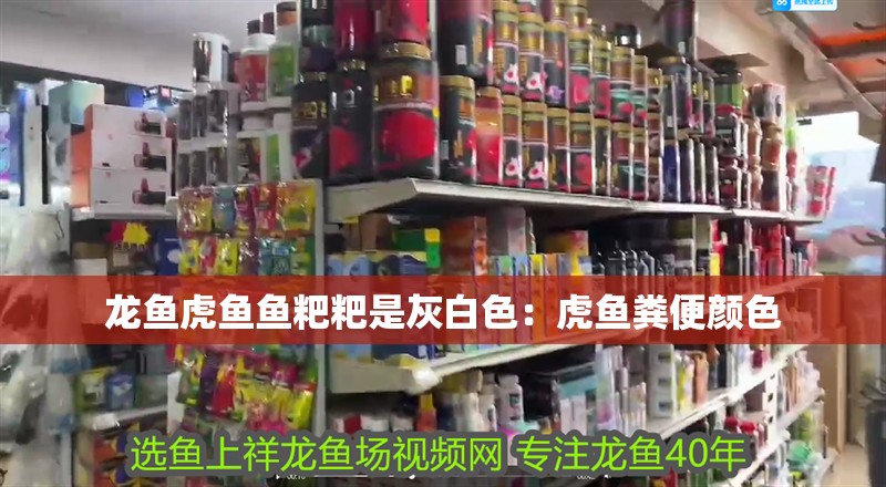 龍魚(yú)虎魚(yú)魚(yú)粑粑是灰白色：虎魚(yú)糞便顏色