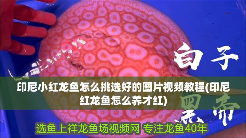 印尼小紅龍魚(yú)怎么挑選好的圖片視頻教程(印尼紅龍魚(yú)怎么養(yǎng)才紅) 印尼小紅龍魚(yú)怎么挑選好的圖片視頻教程(印尼紅龍魚(yú)怎么養(yǎng)才紅) 紅龍魚(yú)百科 第1張