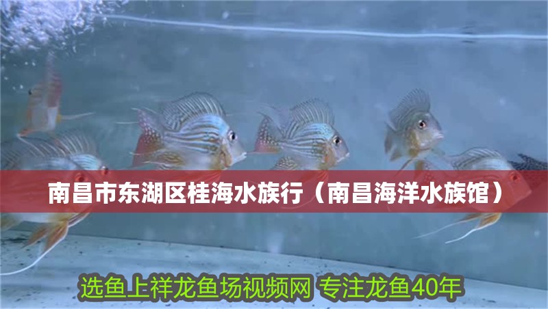 南昌市東湖區桂海水族行（南昌海洋水族館） 南昌市東湖區桂海水族行（南昌海洋水族館） 全國水族館企業名錄 第2張