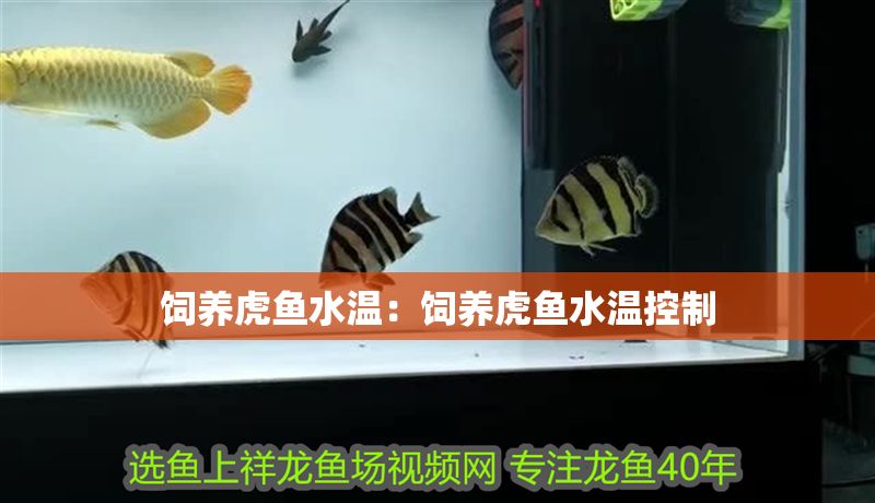 飼養虎魚水溫：飼養虎魚水溫控制