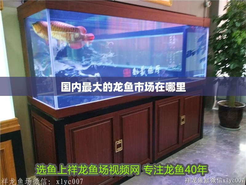 國(guó)內(nèi)最大的龍魚市場(chǎng)在哪里