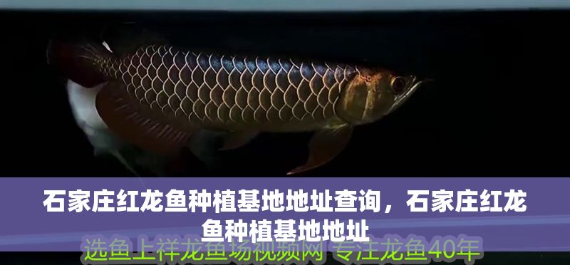 石家莊紅龍魚種植基地地址查詢，石家莊紅龍魚種植基地地址