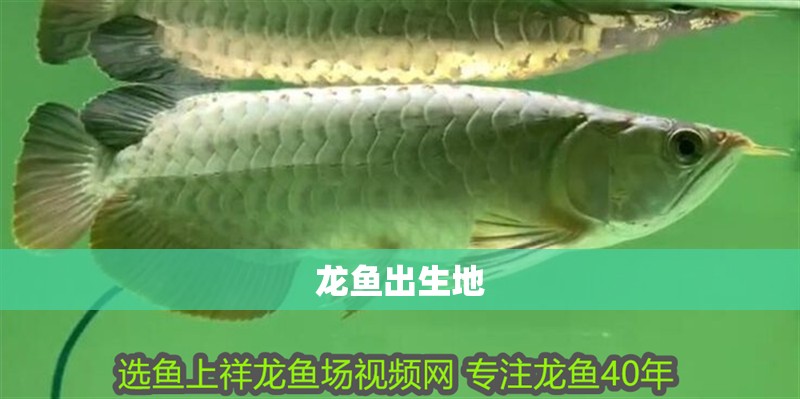 龍魚出生地