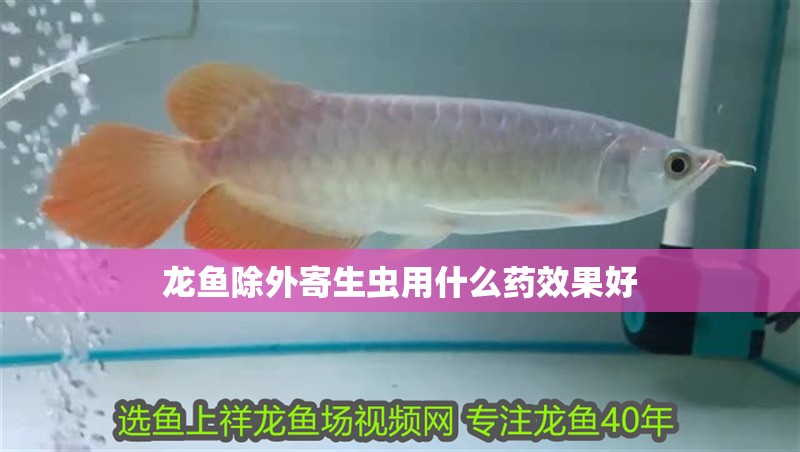龍魚(yú)除外寄生蟲(chóng)用什么藥效果好